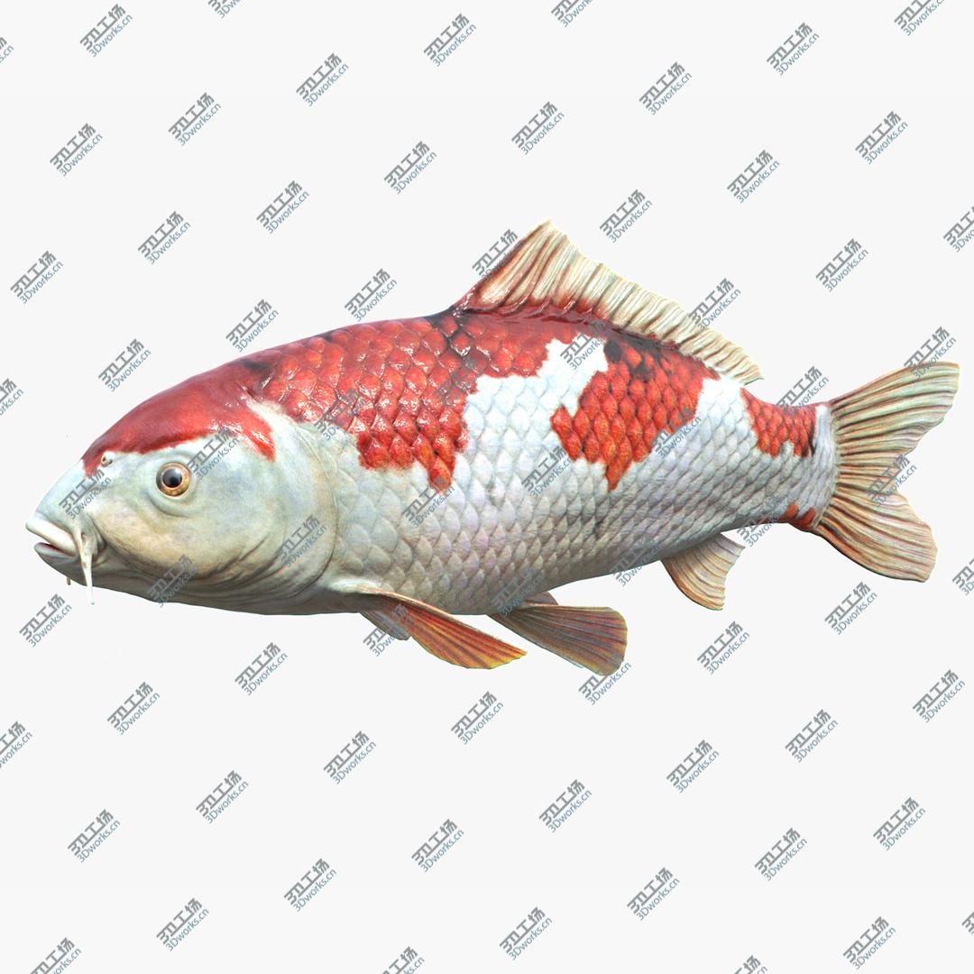 images/goods_img/202105071/3D model Koi Carp/1.jpg